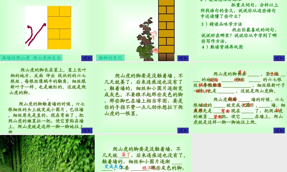 爬山虎的脚黄雪梅