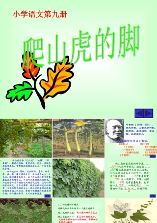 爬山虎的脚黄雪梅