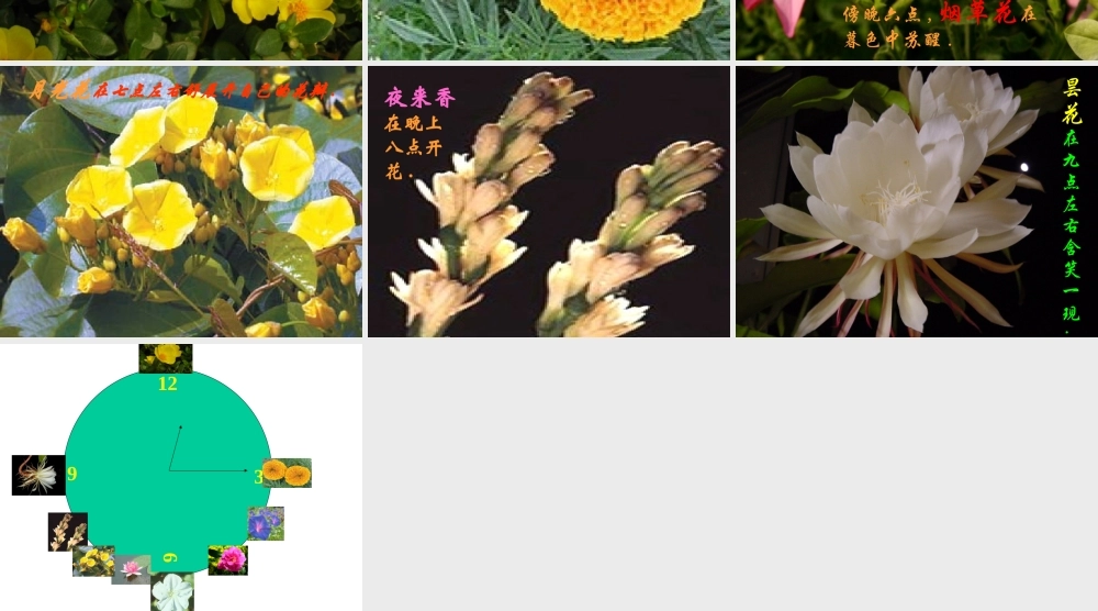 语文三年级上册《花钟》