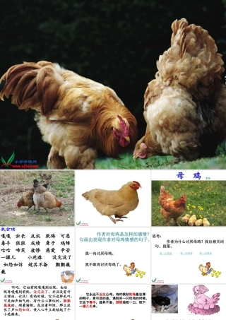 《母鸡》教学课件