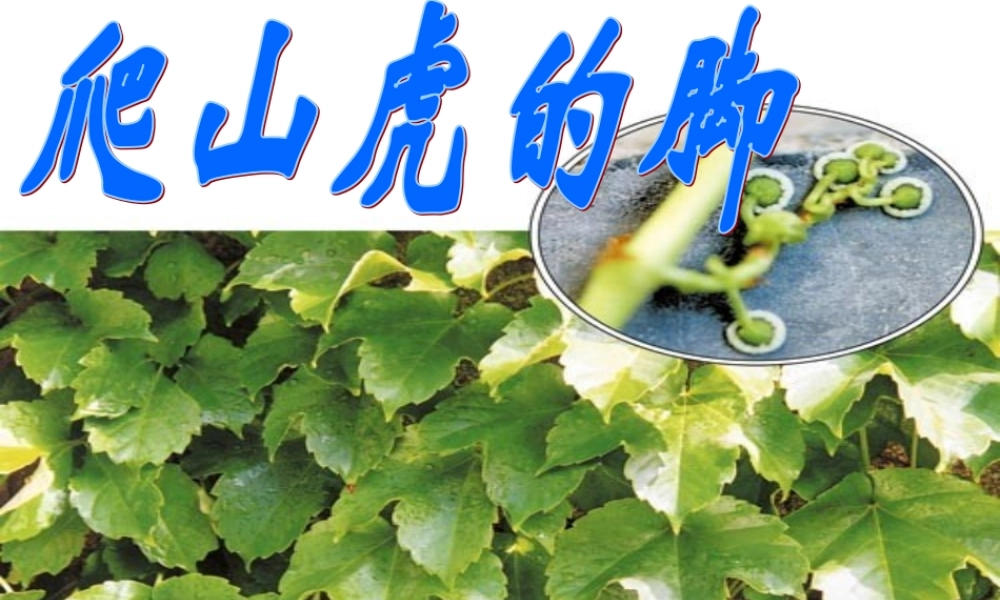 爬山虎的脚（说课课件）