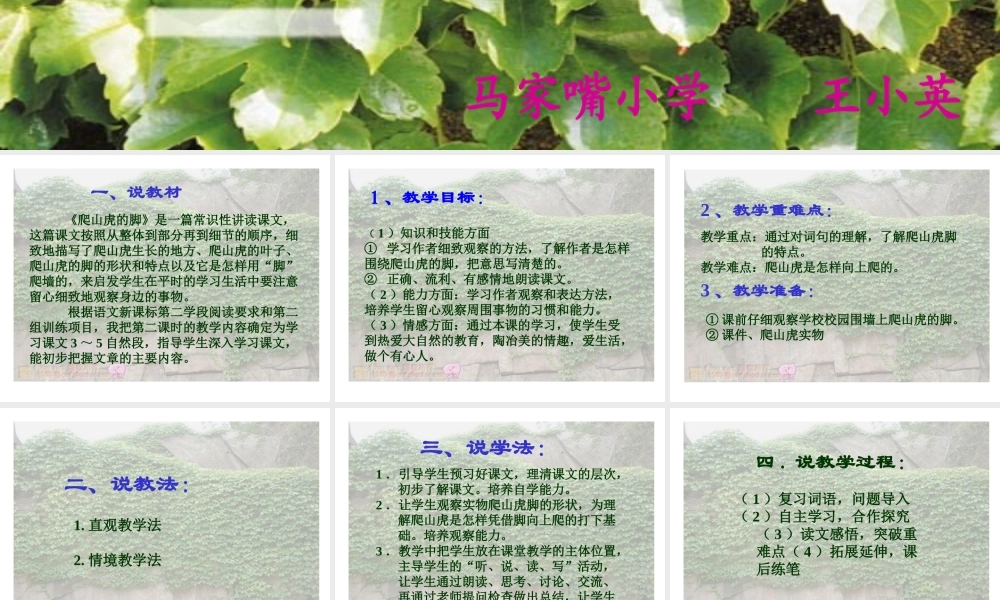 爬山虎的脚（说课课件）
