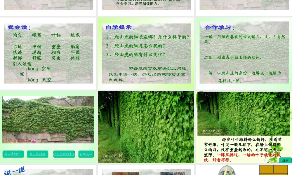 爬山虎的脚（说课课件）