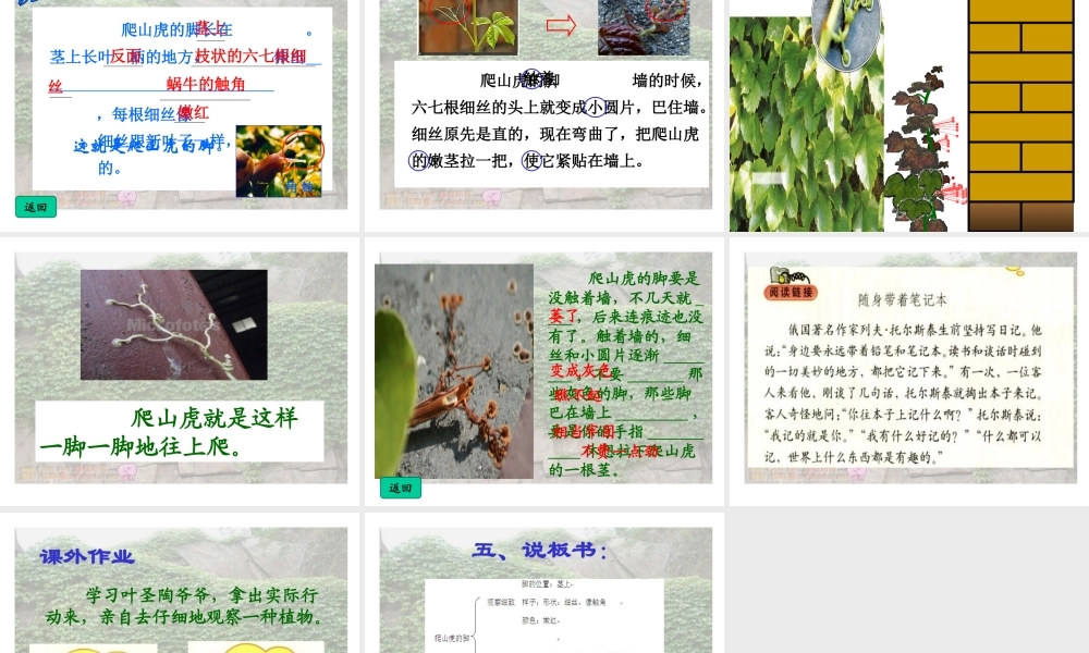 爬山虎的脚（说课课件）