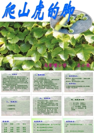 爬山虎的脚（说课课件）