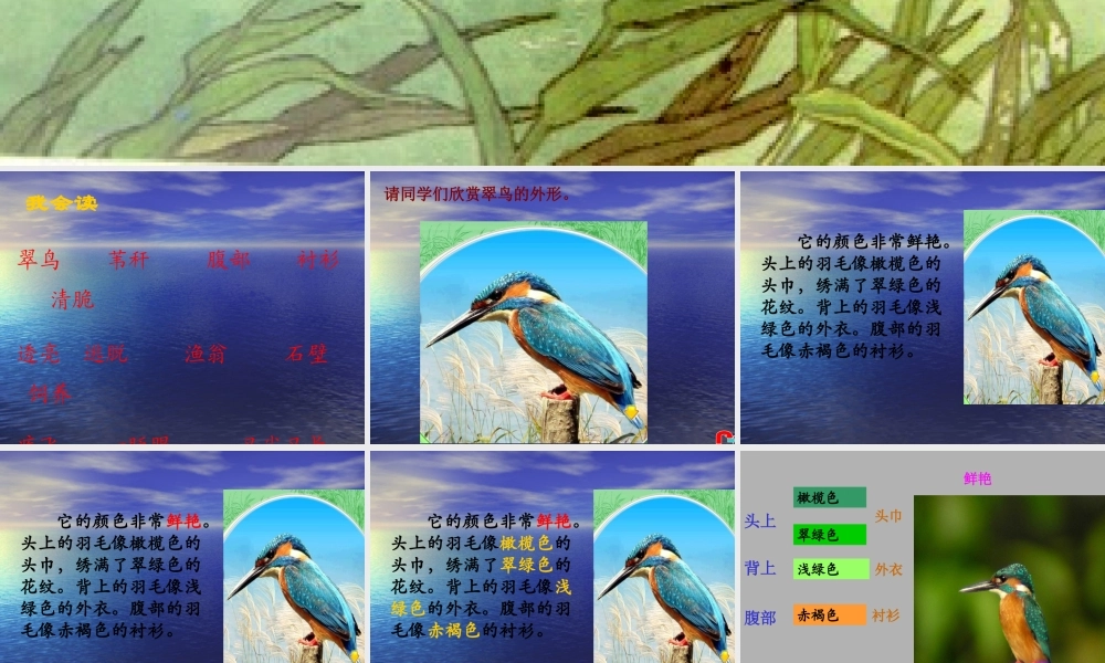 《翠鸟》第二课时