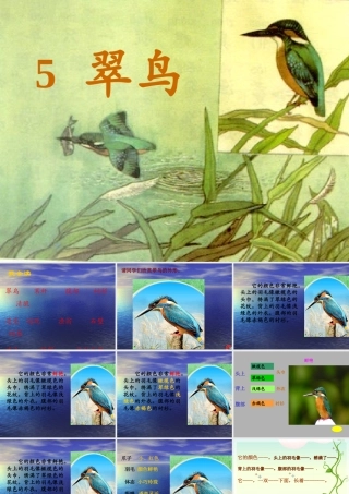 《翠鸟》第二课时