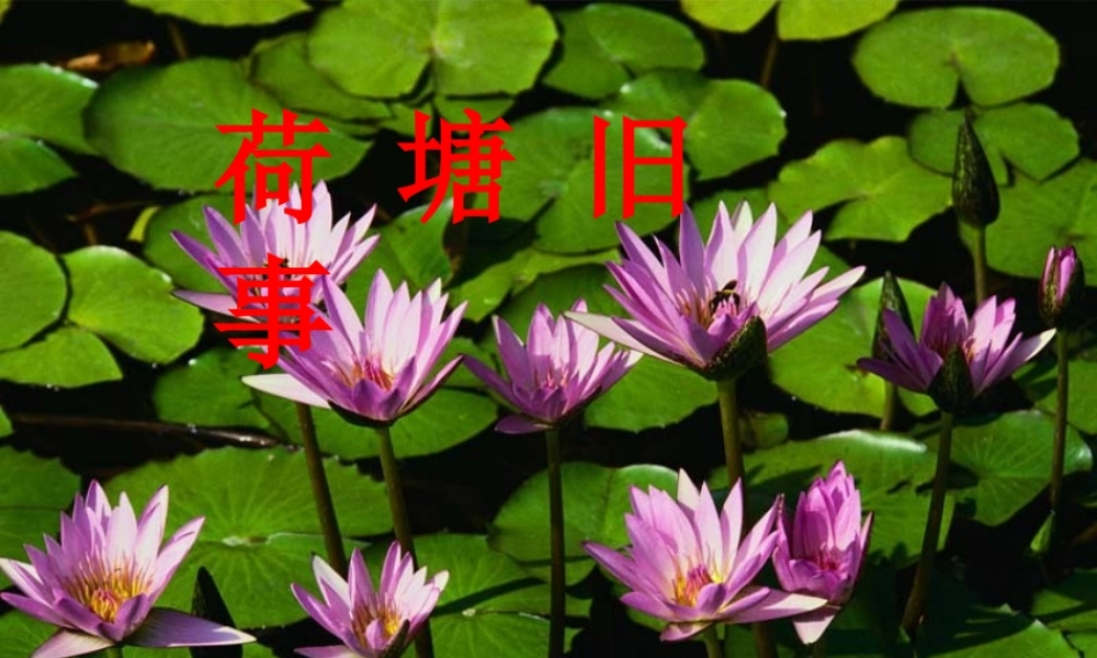 荷塘旧事课件