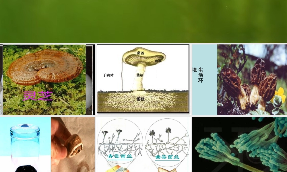 八年级生物《真菌》PPT课件