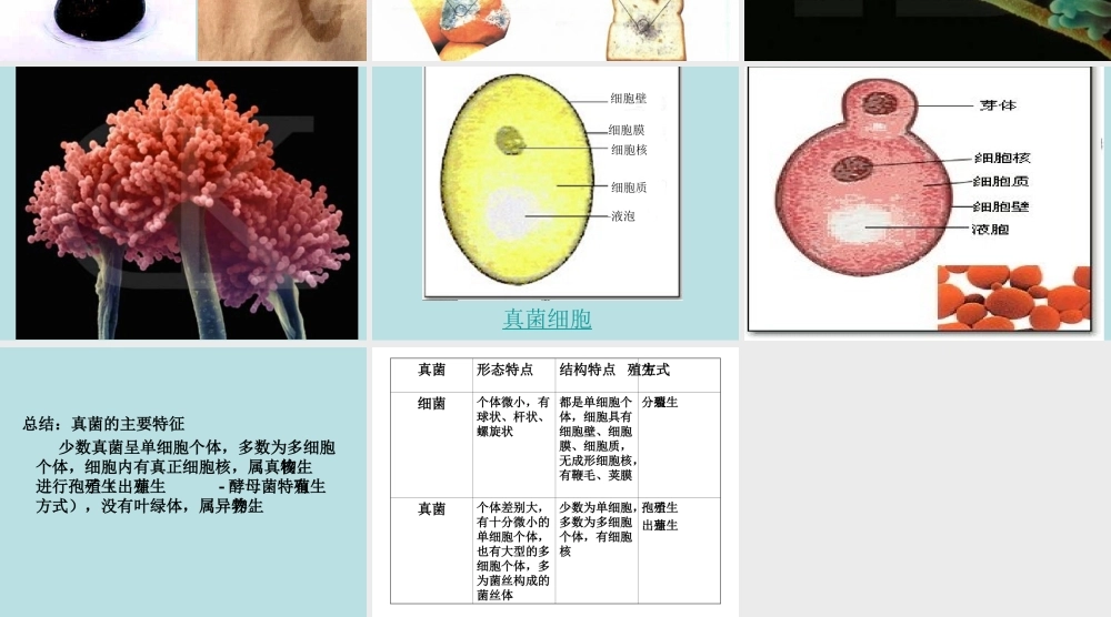 八年级生物《真菌》PPT课件