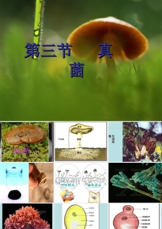 八年级生物《真菌》PPT课件