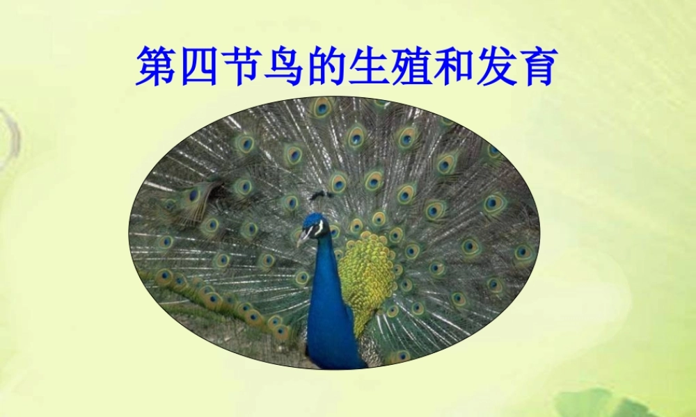 八年级生物第四节_鸟的生殖和发育课件人教版