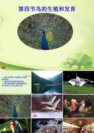 八年级生物第四节_鸟的生殖和发育课件人教版