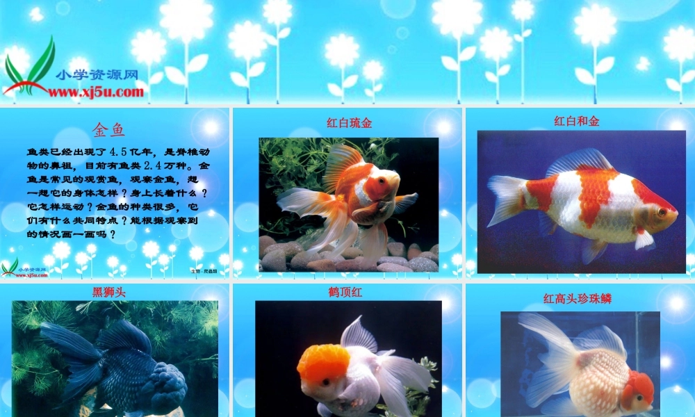 (教科版)三年级科学上册课件_金鱼