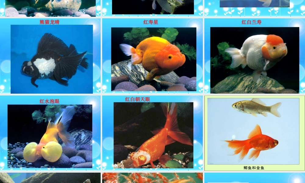 (教科版)三年级科学上册课件_金鱼