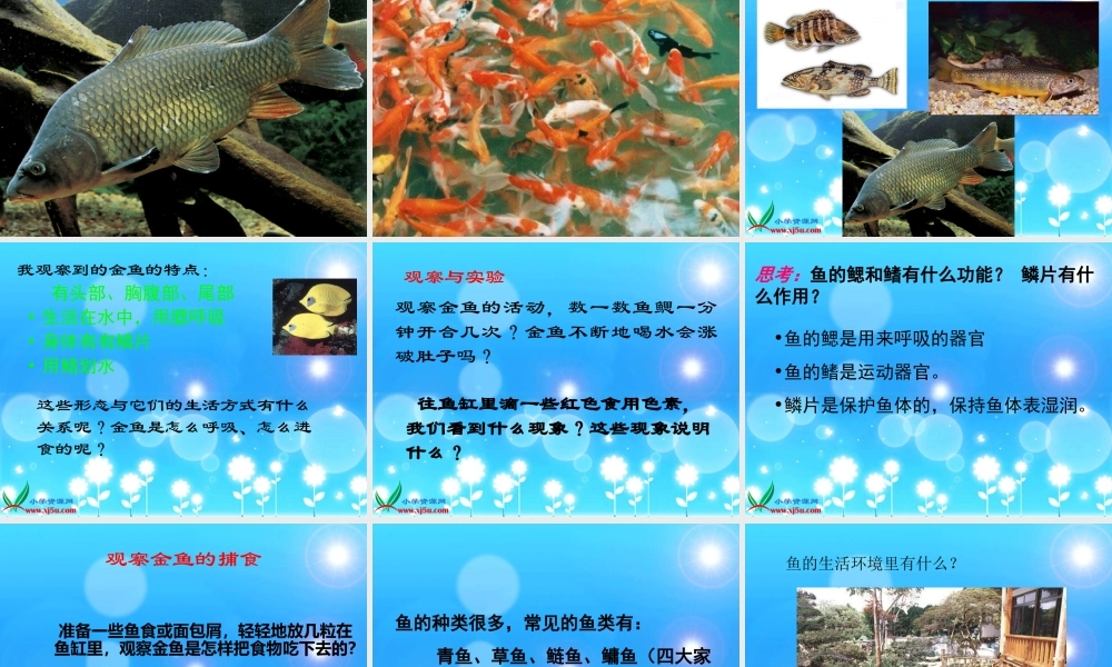 (教科版)三年级科学上册课件_金鱼