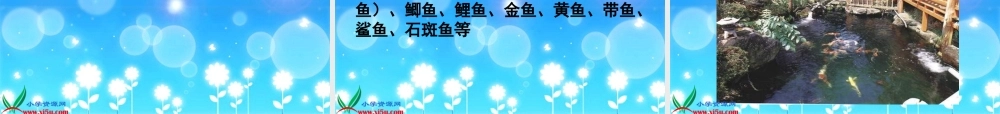 (教科版)三年级科学上册课件_金鱼
