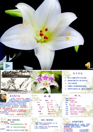 《百合花》课件