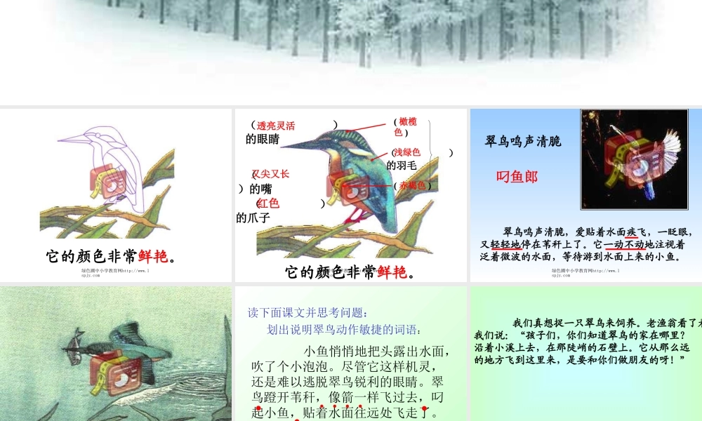 人教版三年级语文下册《翠鸟》课件PPT