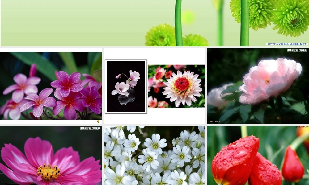 《花钟》课件 (2)