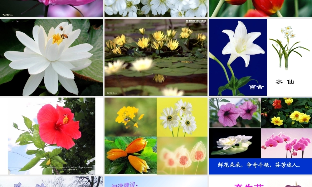 《花钟》课件 (2)