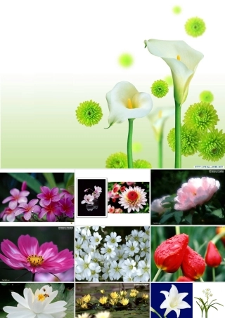 《花钟》课件 (2)