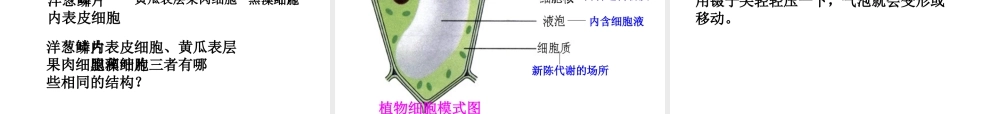 生物：第2单元第1章第2节观察植物细胞课件(人教版七年级上)