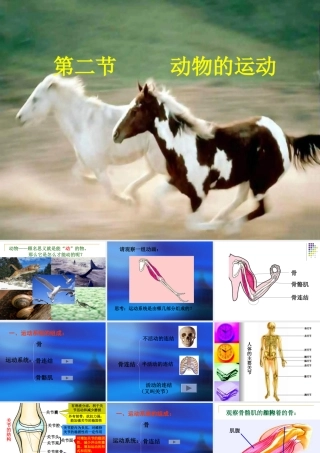 动物的运动 (2)