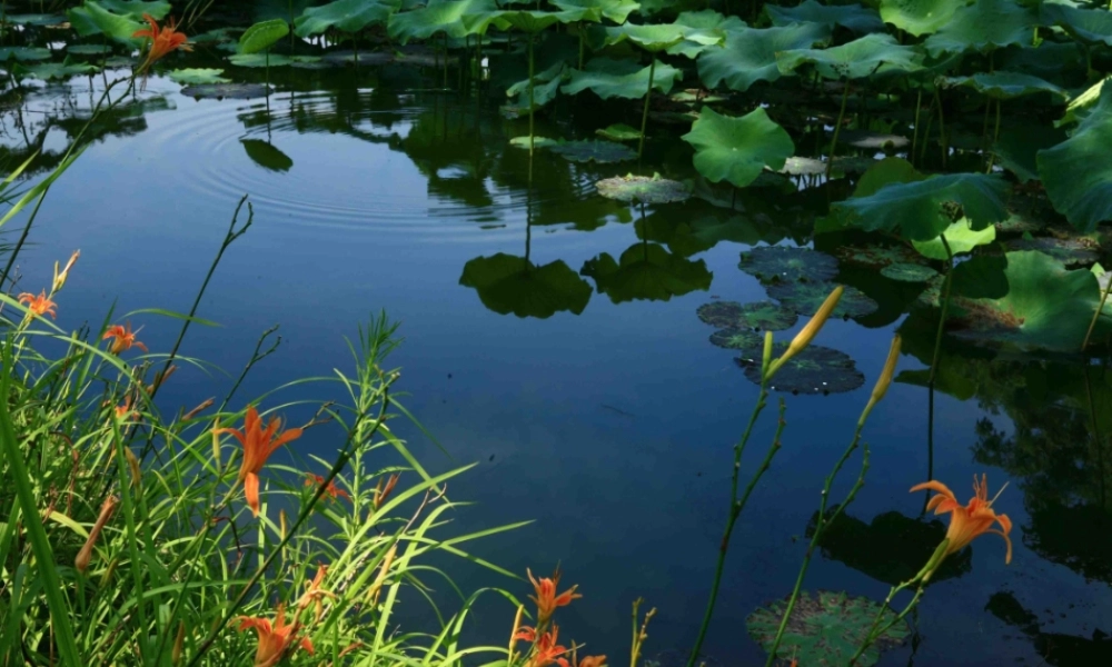 荷塘旧事第一、二课时