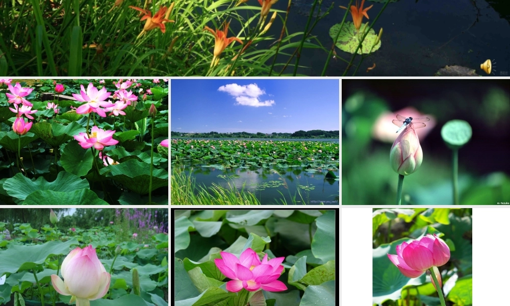 荷塘旧事第一、二课时