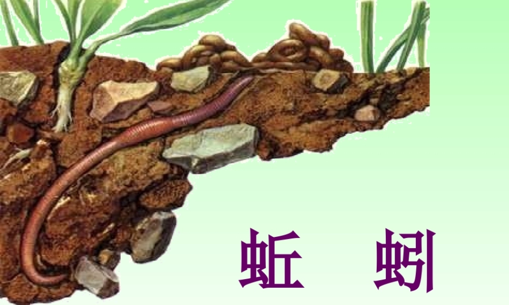小学三年级科学上册蚯蚓胡绍富