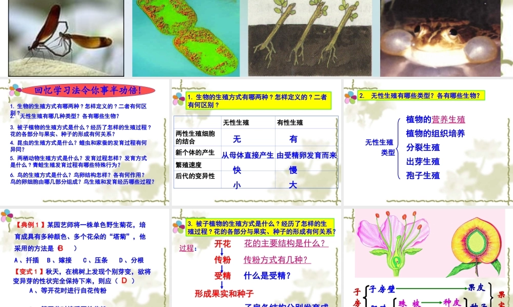 生物的生殖和发育复习课