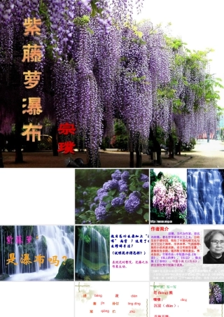 《紫藤萝瀑布》 (2)