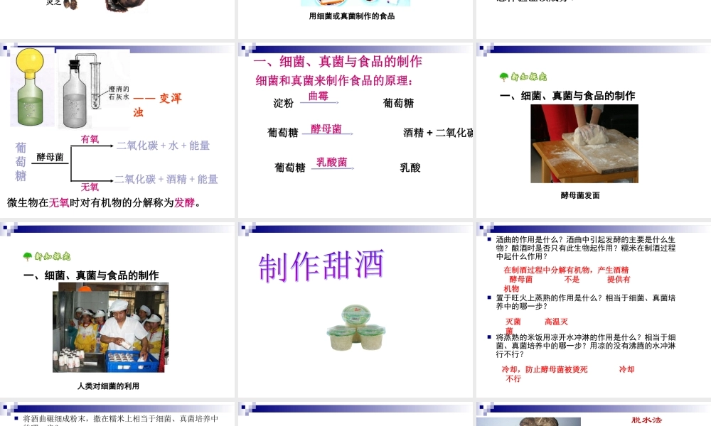 《人类对细菌和真菌的利用》
