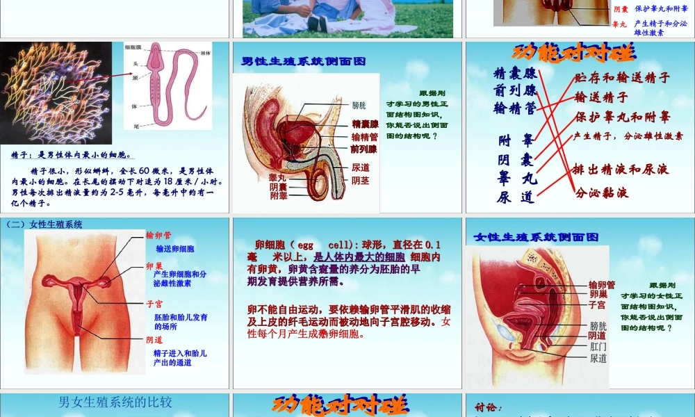 《人的生殖》参考课件1