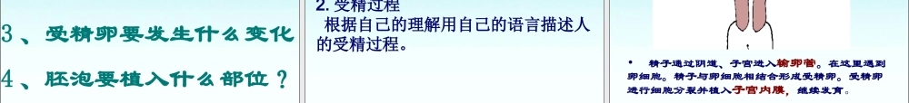 《人的生殖》参考课件1