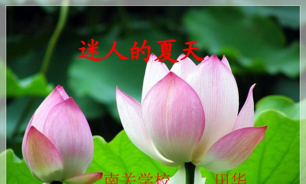 《迷人的夏天》PPT课件