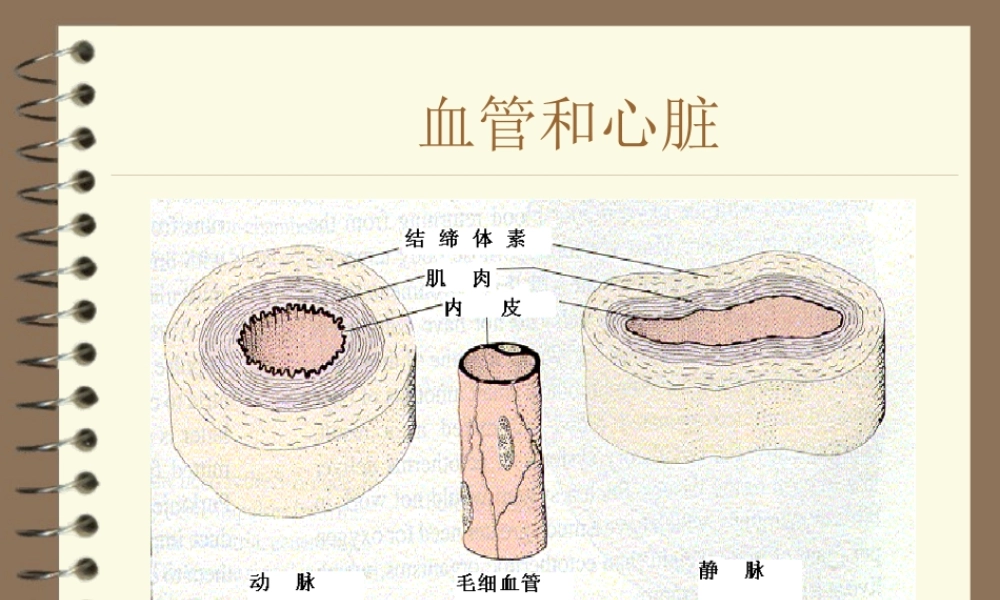 七年级生物心脏和血管课件