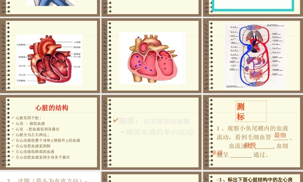 七年级生物心脏和血管课件