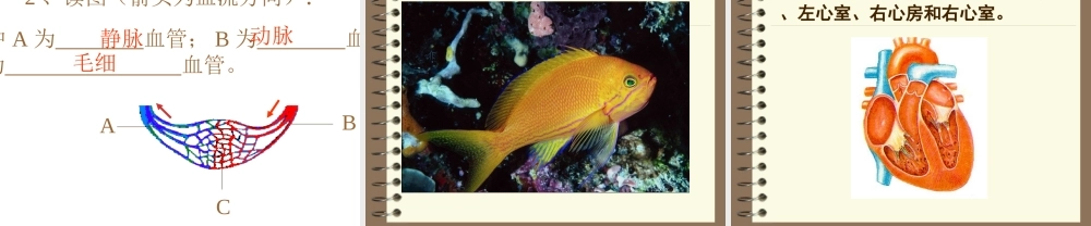 七年级生物心脏和血管课件