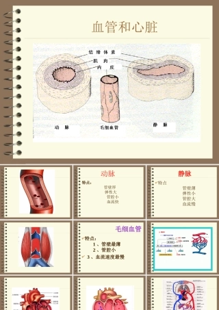 七年级生物心脏和血管课件
