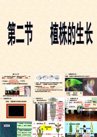 植株的生长 (2)
