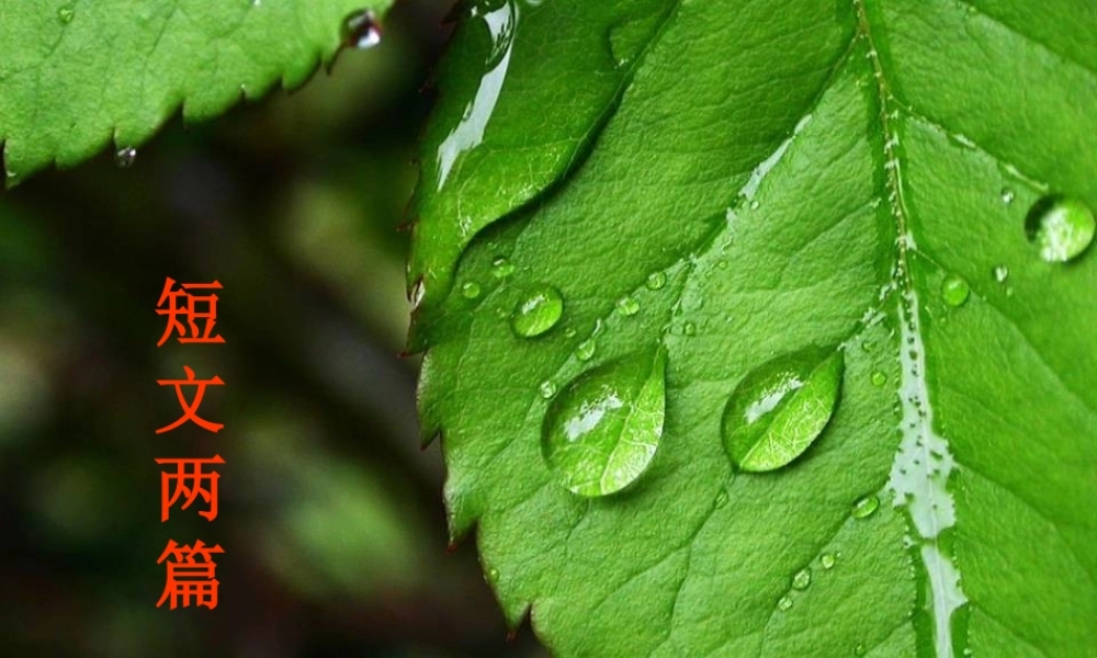 短文两篇(蝉贝壳)