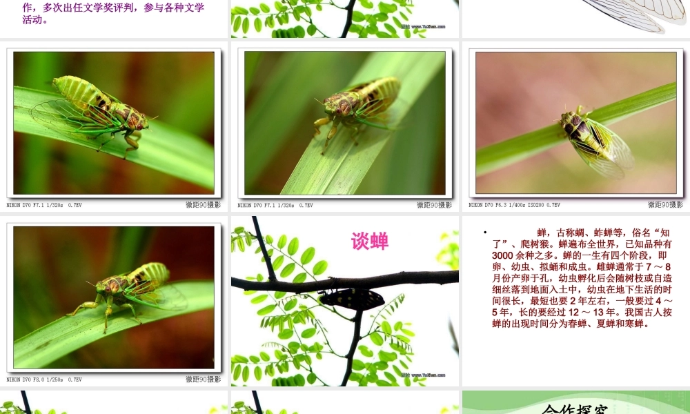 短文两篇(蝉贝壳)