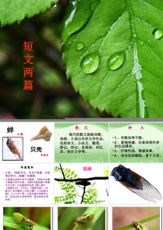 短文两篇(蝉贝壳)