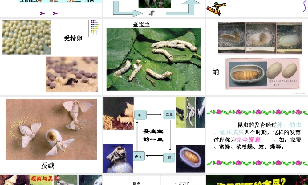 八年级生物：第二节_昆虫的生殖和发育课件人教版
