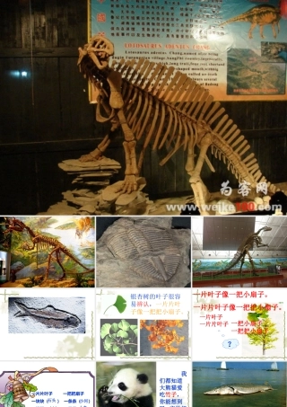 活化石课时课件