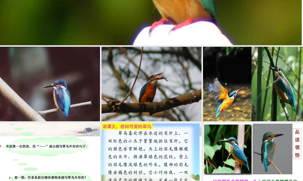 《翠鸟》课件PPT
