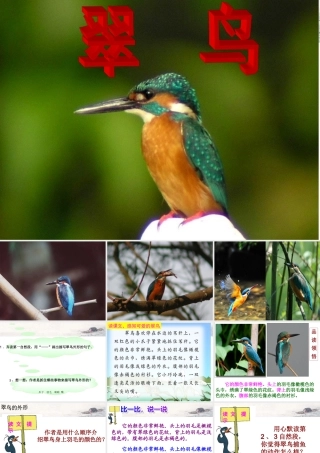 《翠鸟》课件PPT