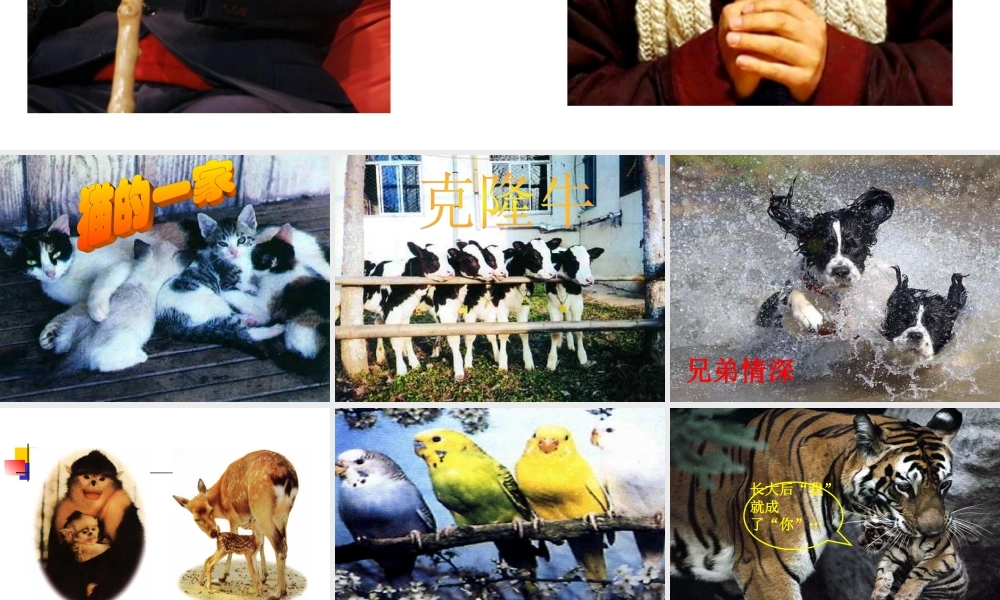 八年级生物下册第七单元第二章第一节_基因控制生物的性状课件公开课